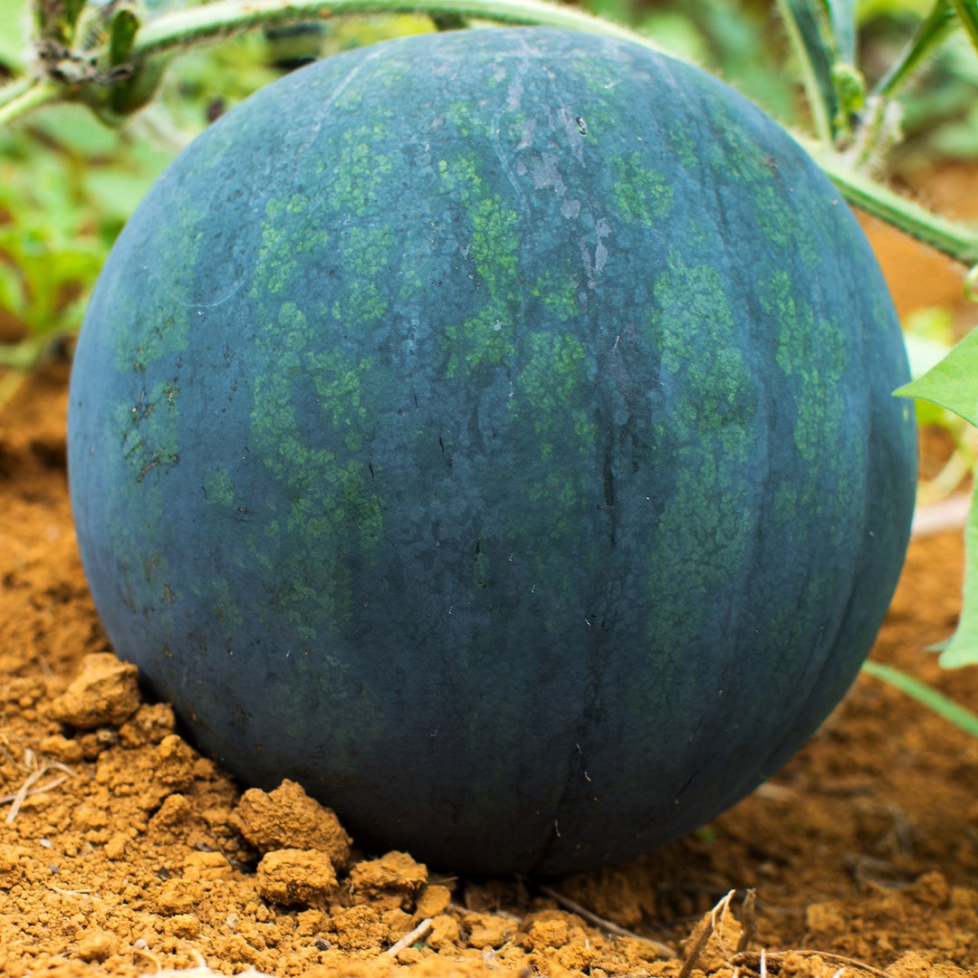 15 Black Diamond Watermelon Seeds Etsy