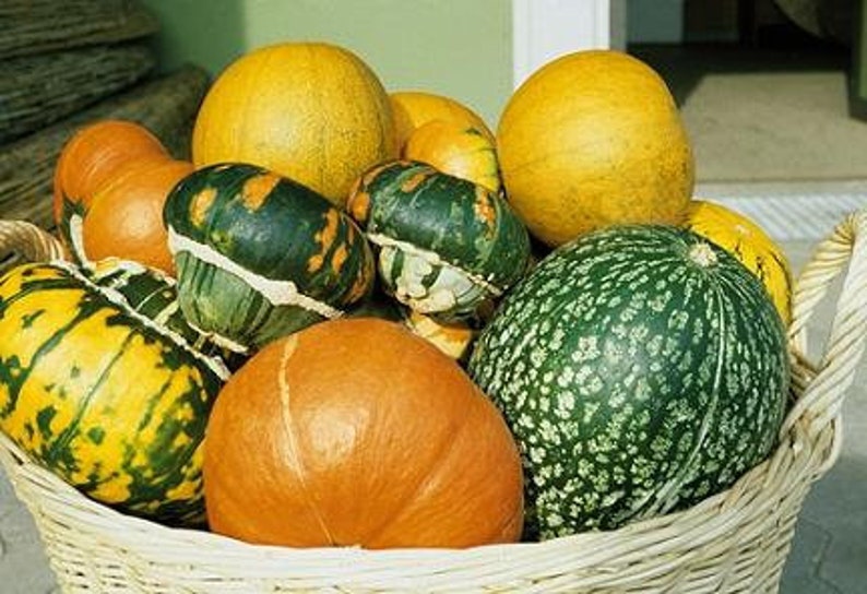 Large Ornamental Gourd Seeds Etsy