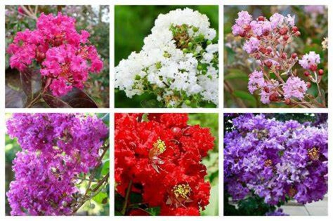 Assorted Crepe Myrtle Color Seeds Etsy