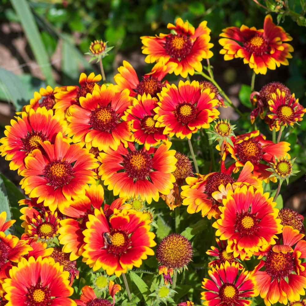 Gaillardia tokajer sales