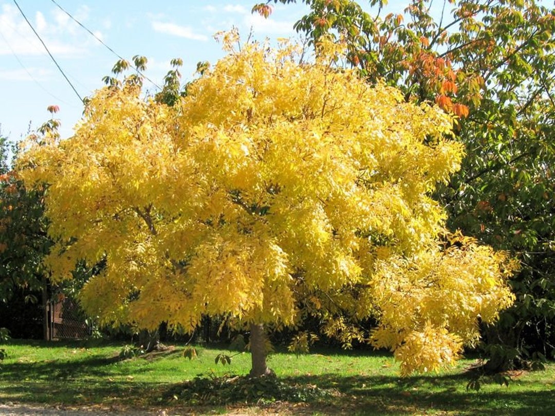 Japanese Elm Tree Seeds Etsy