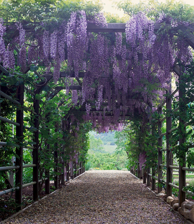 Wisteria Vine Seeds Etsy