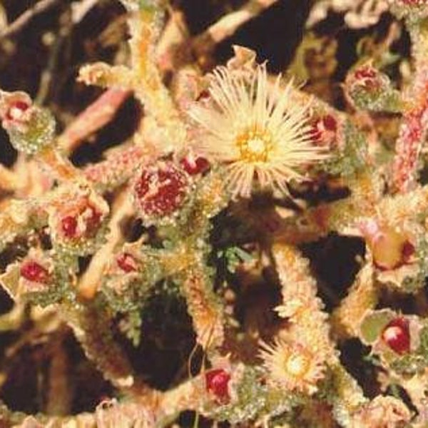 Ice Plant Seeds Etsy