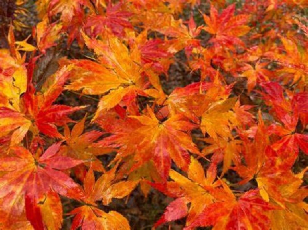 Kihachijo Japanese Maple Seeds Etsy