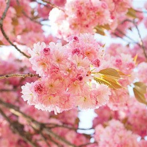 Japanese Sakura Seeds Cherry Blossoms Pink Flowers Seeds Indoor plant –  Lovely Seeds