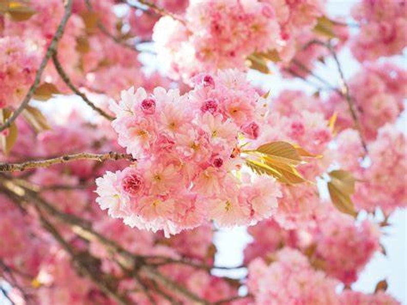 Japanese Cherry Blossom Tree Seeds Etsy