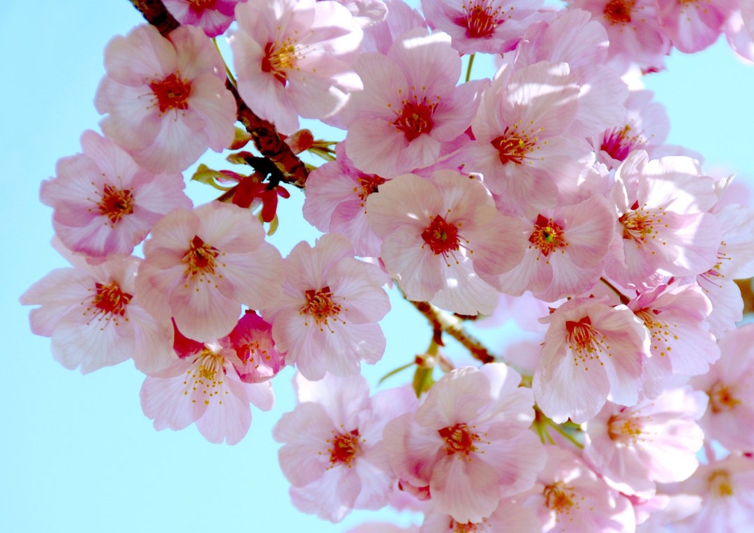 Japanese Cherry Blossom Tree Seeds Etsy