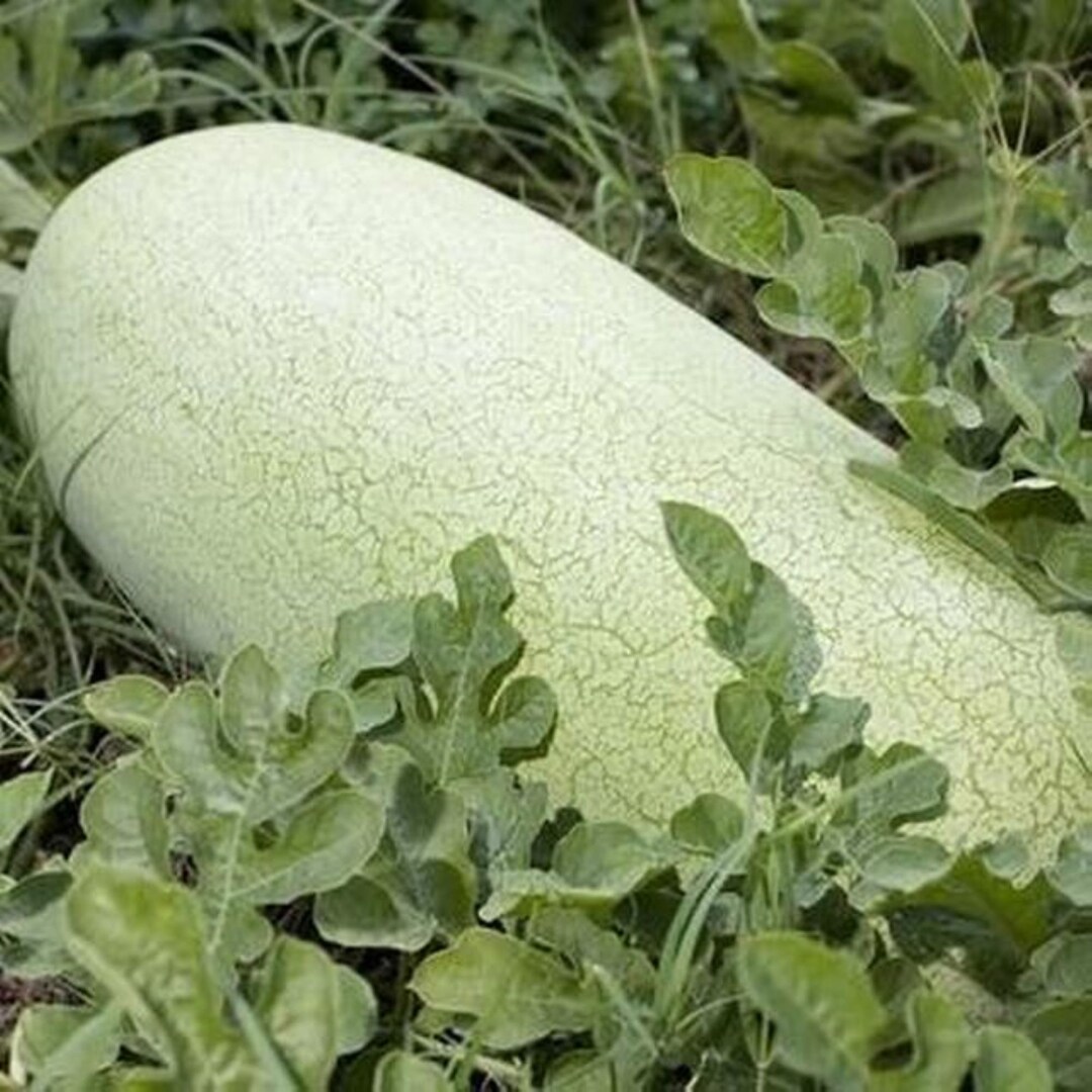 15 Charleston Gray Watermelon Seeds Etsy