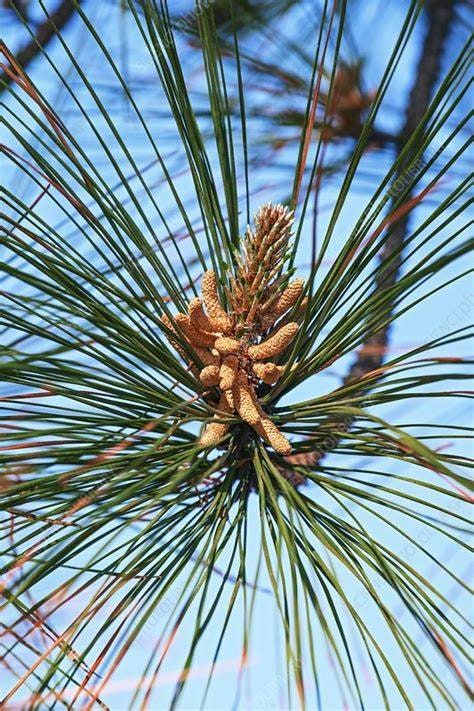 Rock Pine Resin Pine Tree Rosin. American Made Highest Quality