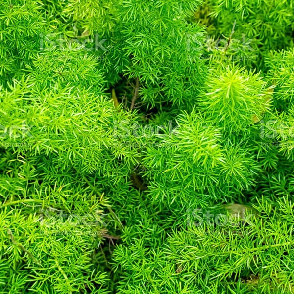 Asparagus Fern Etsy