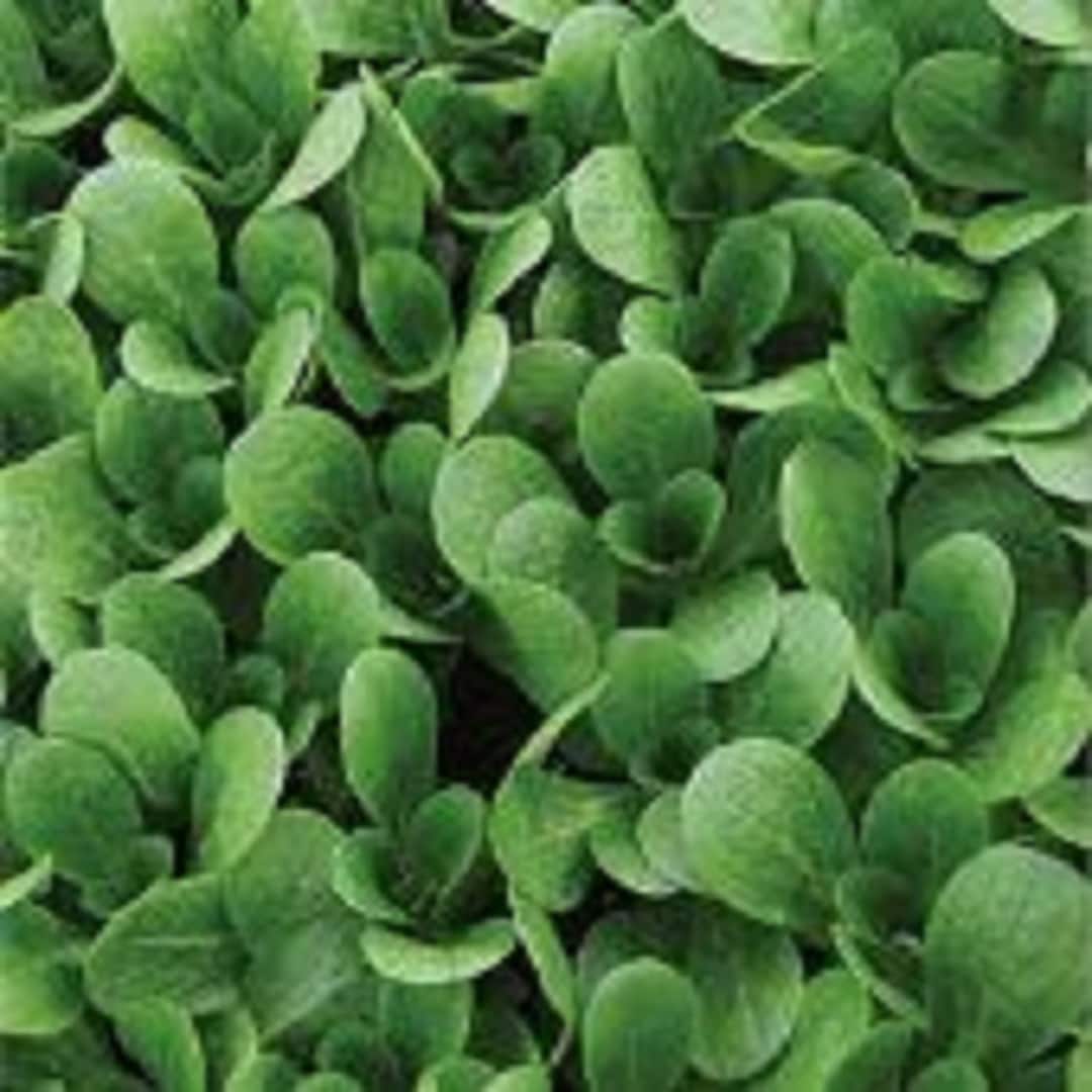 Dutch Corn Salad Seeds - Etsy