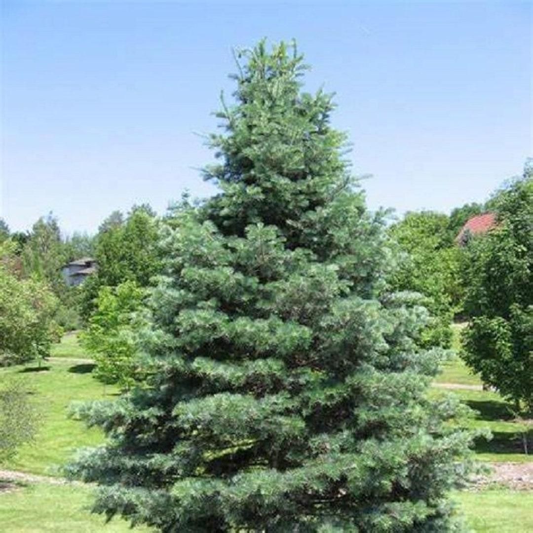 White Fir Tree Seeds Etsy