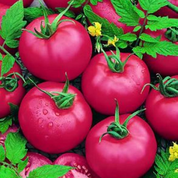 Brandy Boy Tomato Seeds Etsy
