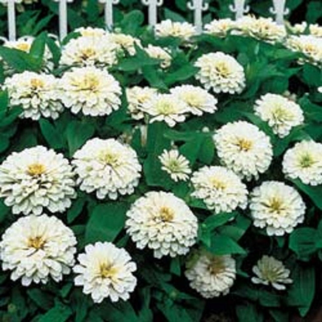Zinnia Benary Giant White Seeds Etsy