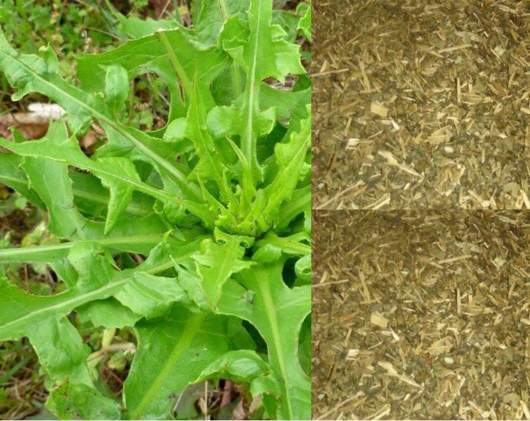 Wild Lettuce Seeds Etsy