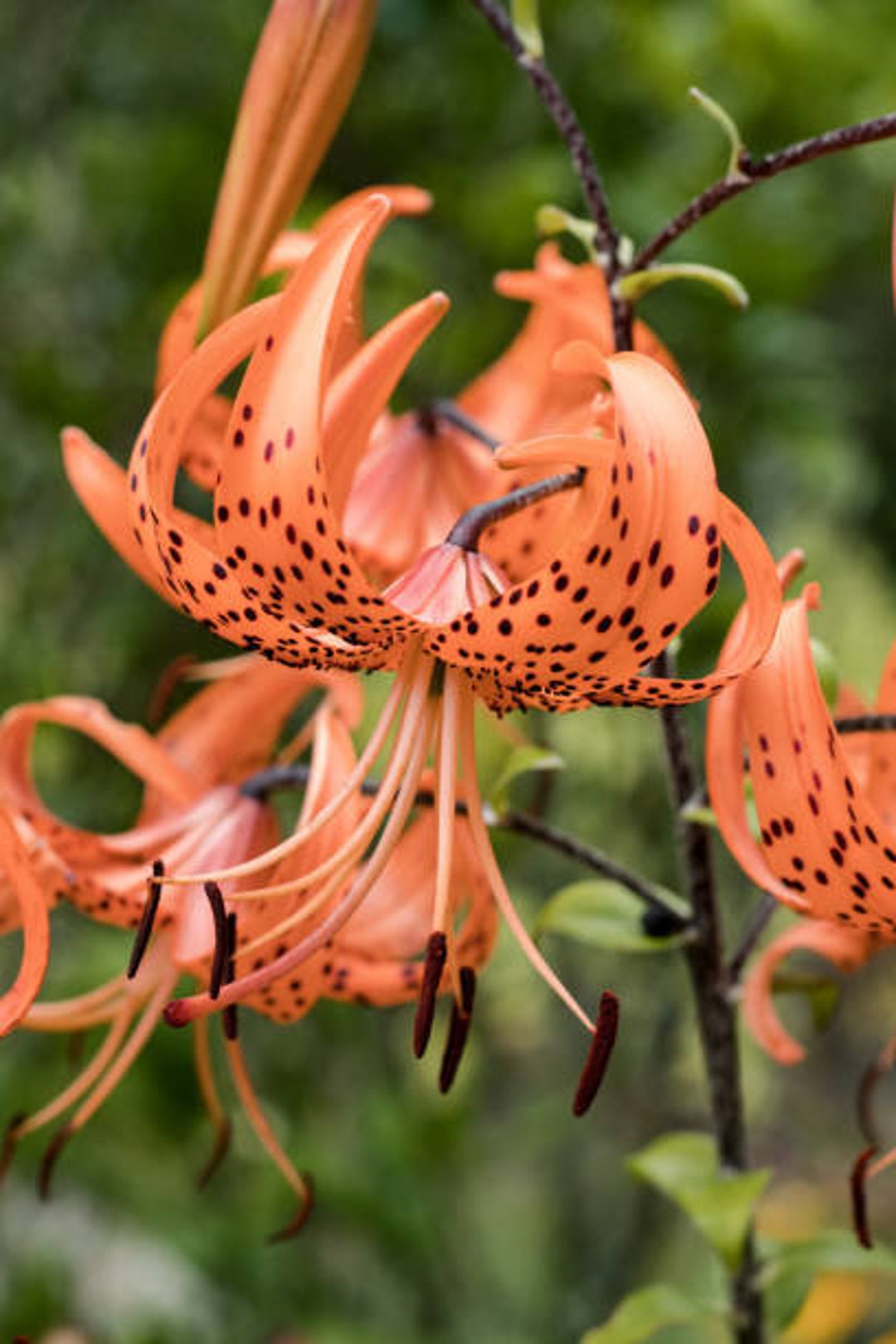 Tiger Lily Seeds Etsy