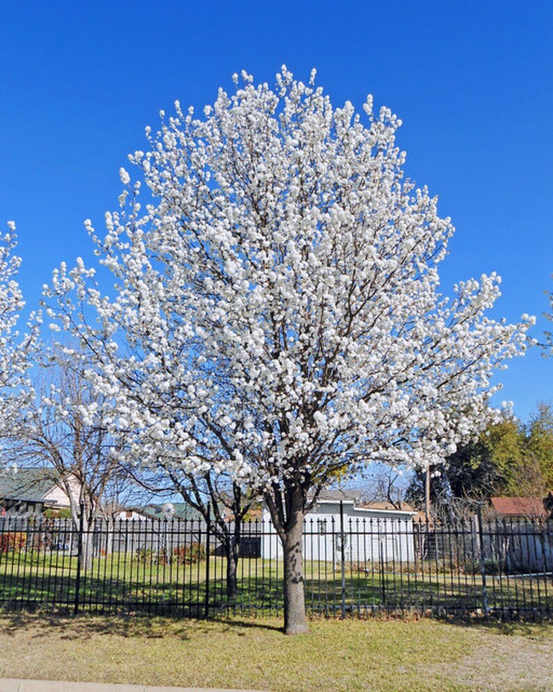 Bradford Pear Seeds Etsy