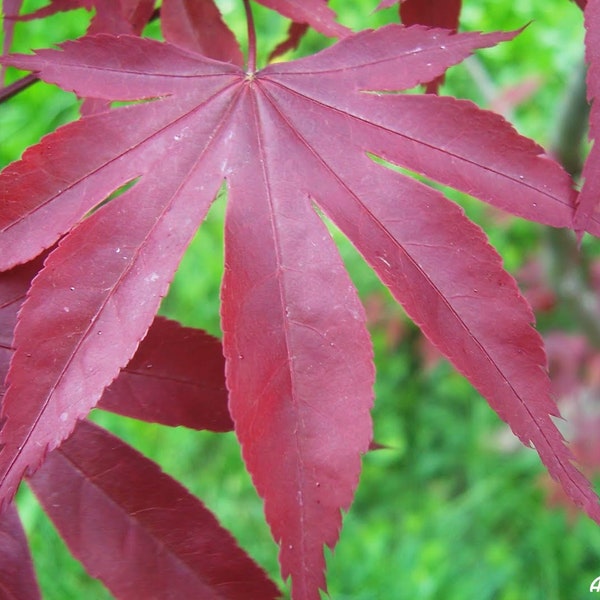 Japanese Maple Seeds Etsy