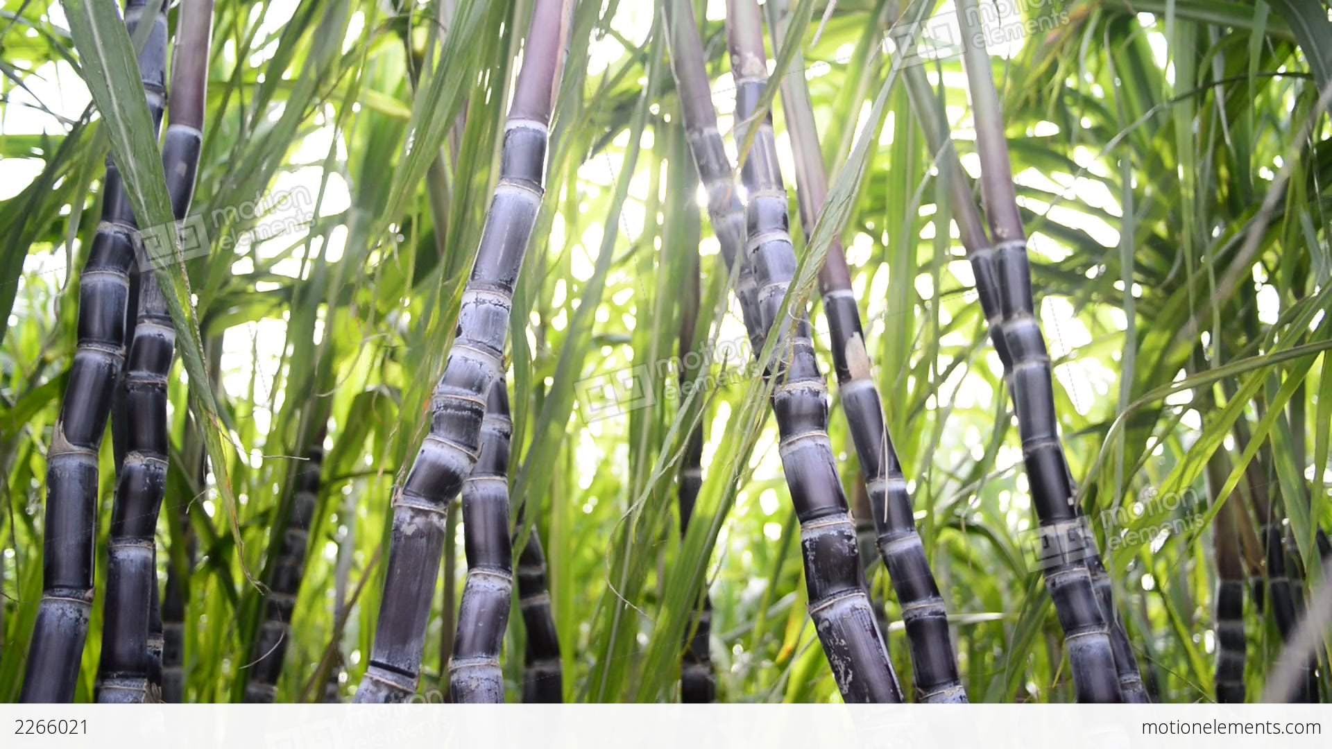 Sugar Cane Seeds Etsy