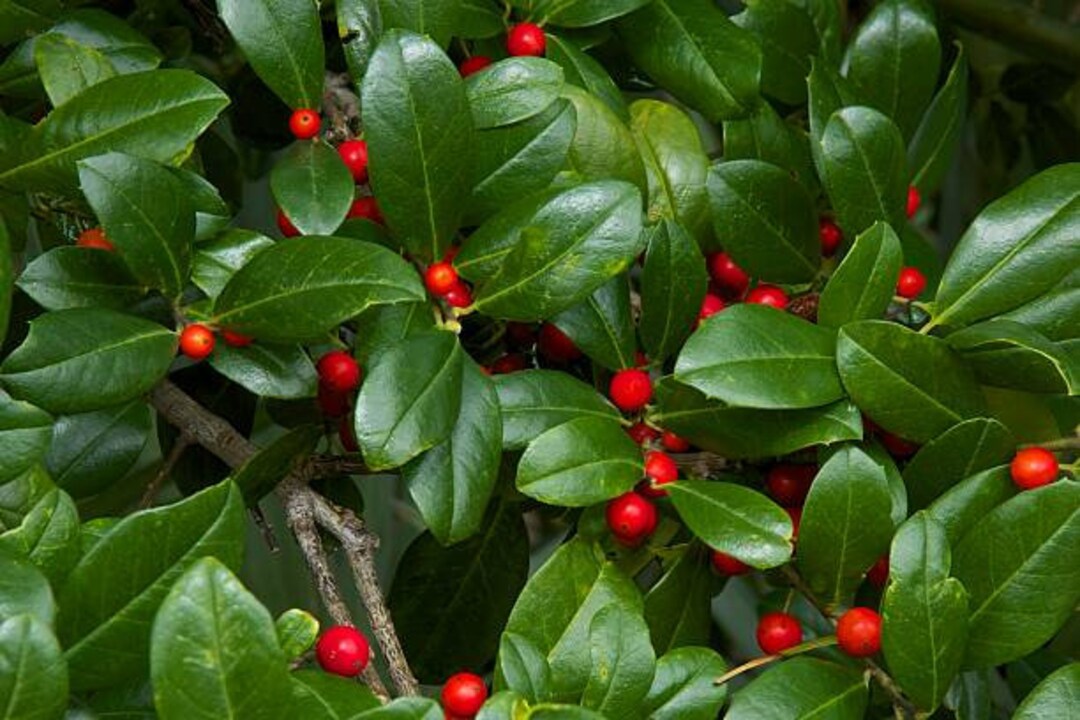 Yaupon Holly Seeds Etsy
