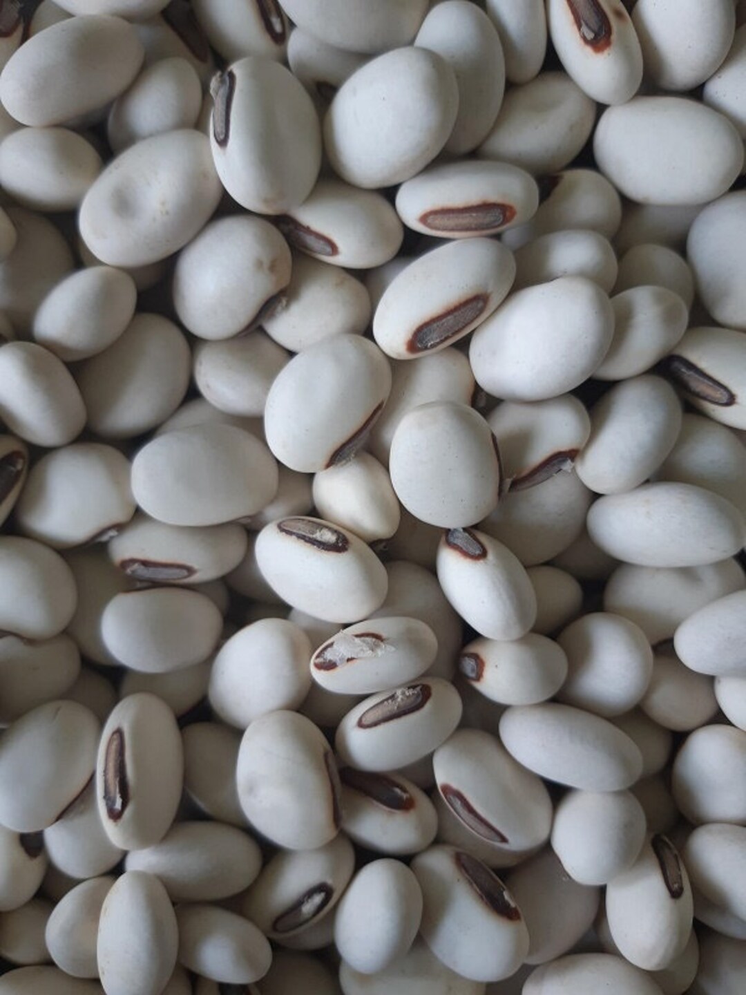 Wonder Bean jack Bean Seeds Etsy