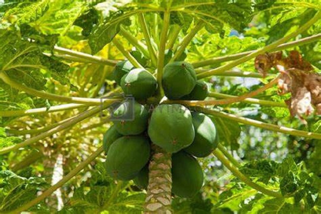 Pawpaw Papaya Seeds Etsy