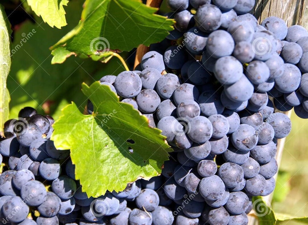 Wine Grape Seeds Mixed Etsy