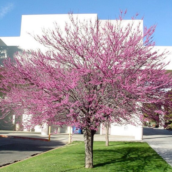 Western Redbud Tree Seeds - Etsy
