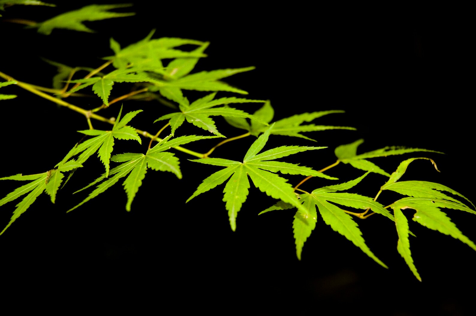 Japanese Maple Seeds Etsy