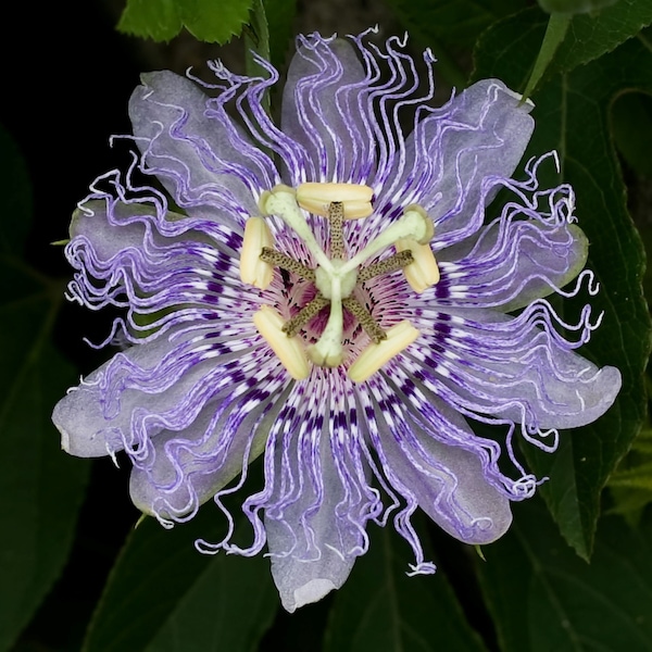 Passion Flower Seeds Etsy