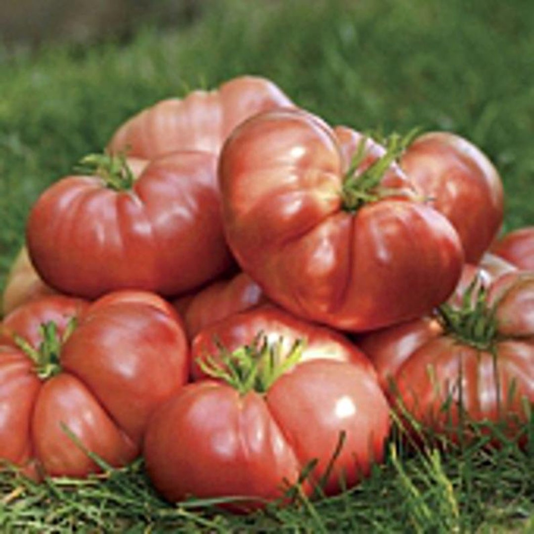 Big Brandy Tomato Seeds Etsy