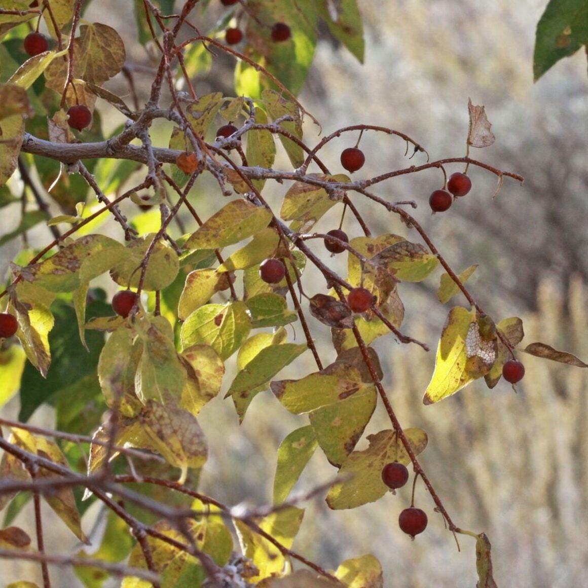 Smooth Hackberry Seeds Etsy