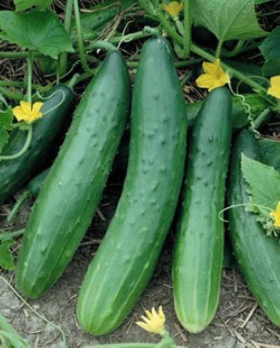 Garden Sweet Burpless Cucumber Seeds Etsy