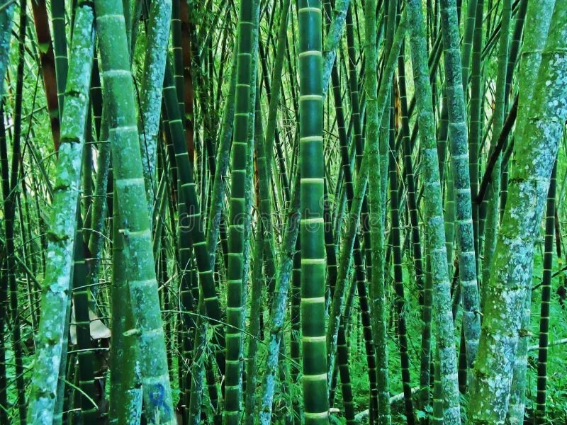 Giant Bamboo Seeds Etsy