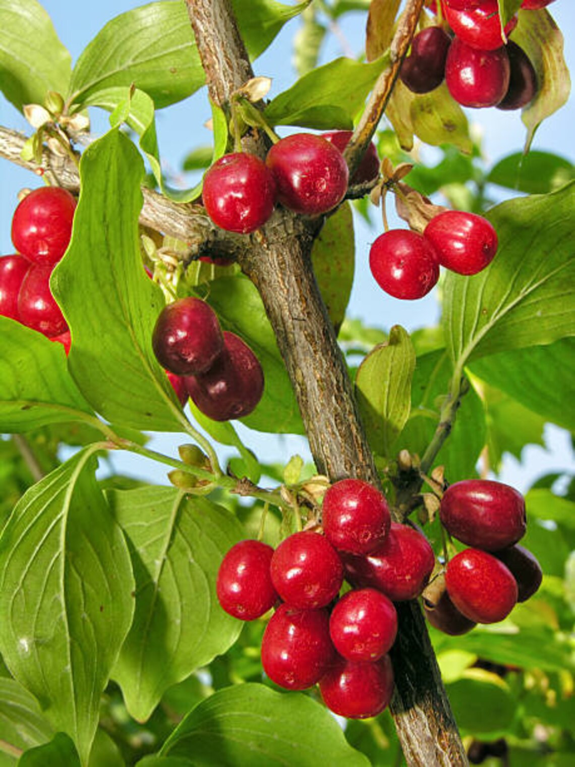 Cornelian Cherry Tree Seeds Etsy