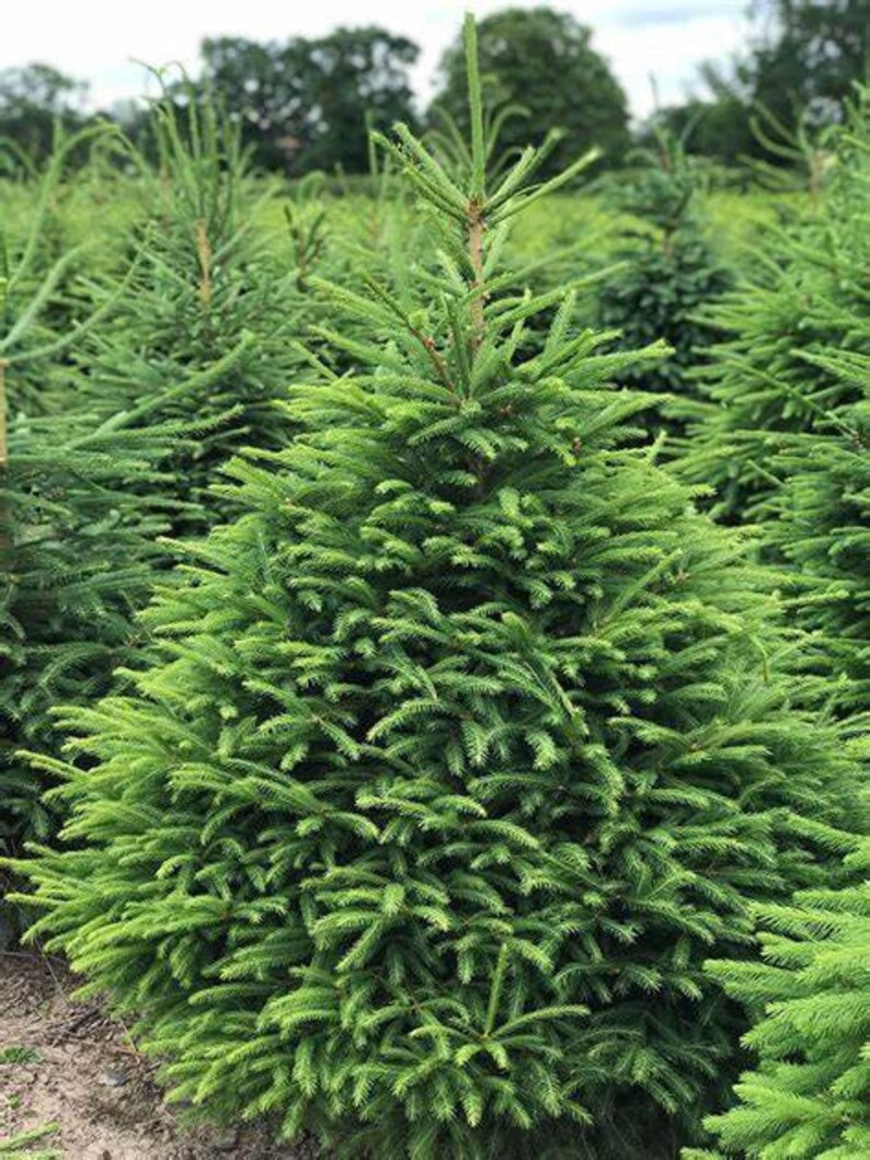 Norway Spruce Tree Seeds Etsy