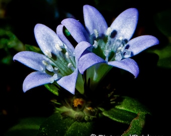 Purple Wildflower Photography Print, Floral Botanical Wall Art (Digital Download)