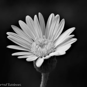 Beautiful Flower, White Flower, Black and White, Floral Photography, Nature, Botanical, Digital Prints, Large Scale Prints, Wall Decor