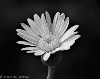 Monochrome Floral Photography Print, Black and White Flower (Digital Download)