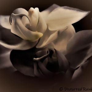 Unique, Moth Orchid, Orchid, Flower, Floral, Botanical, Wall Decor, Home Decor, Digital Photography, Large Scale Prints, Black, White