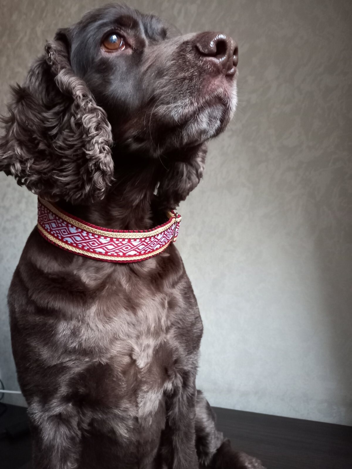 Verstellbare Halsband Hund rot Hundehalsband gepolstert helle Etsy