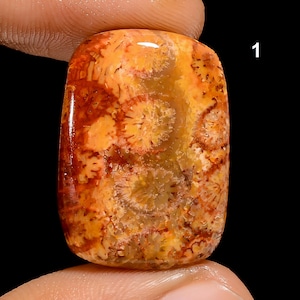 Natural Fossil Coral Cabochon - AAA Fossil Coral Stone - Coral Fossil  - Loose Gemstone