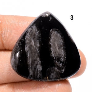 Cabochon di corallo fossile nero - Pietra fossile di corallo nero naturale - Pietra fossile di corallo per la creazione di gioielli, artigianato
