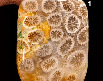 Natürlicher Fossil Koralle Cabochon - AAA Fossil Coral Stone - Koralle Fossil - Loser Edelstein