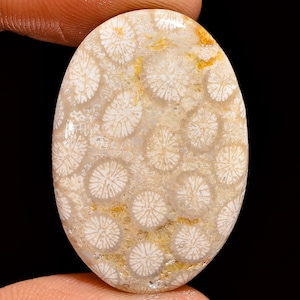 Natural Fossil Coral Cabochon - AAA Fossil Coral Stone - Coral Fossil  - Loose Gemstone