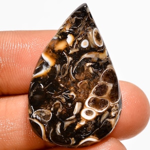 Natural Turritella Agate Fossil Cabochon Brown Black Fossil From Wyoming Flatback Hand Polish Turritella Fossil Cabochon