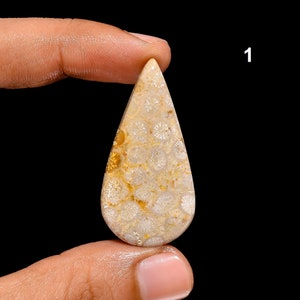 Natürliche Fossil Koralle Edelstein Cabochon - AAA Fossil Koralle Stein - Fossil Koralle - Multi Schmuck Stein - Lose Edelstein