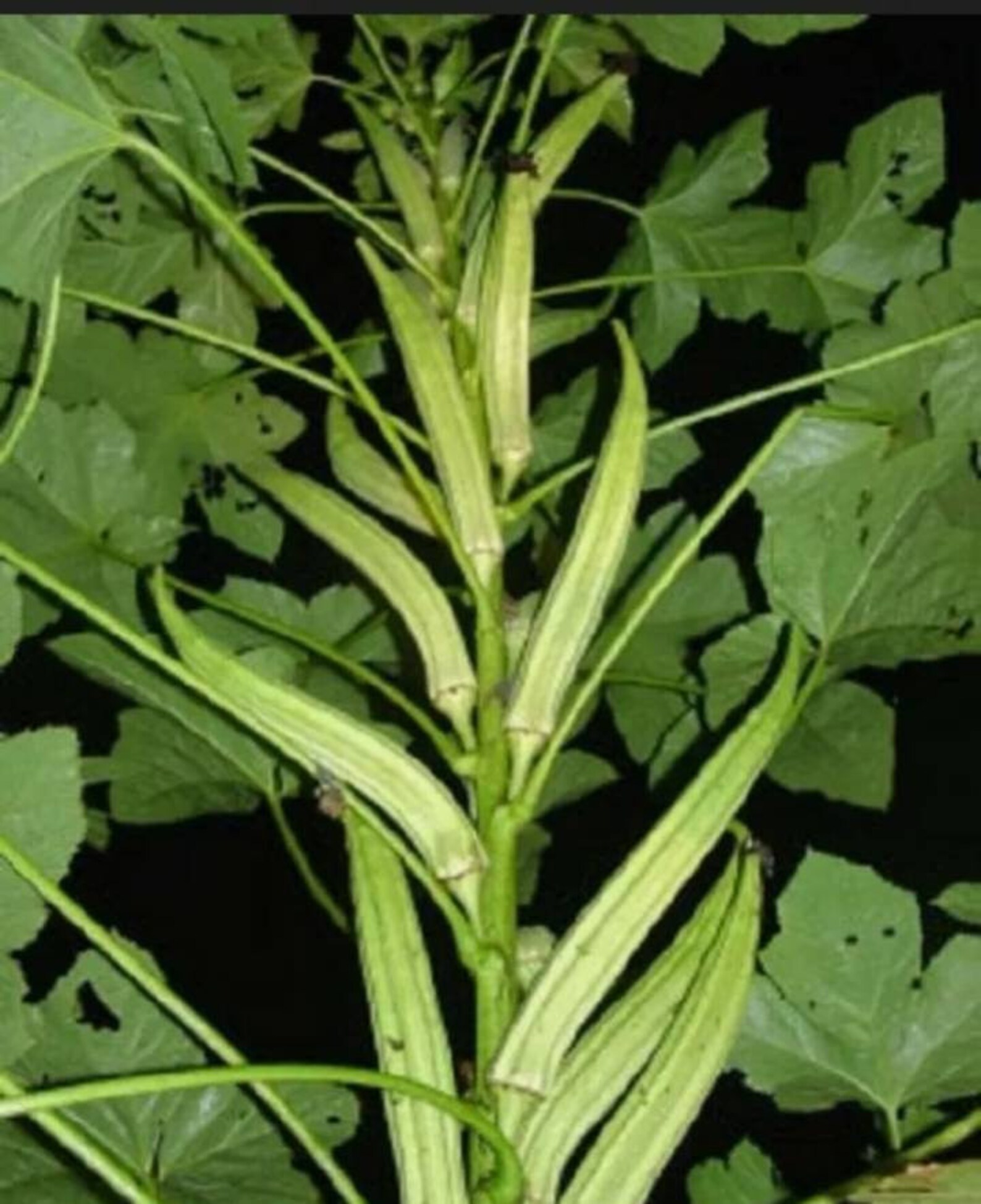 бамия,окра, абельмош. гибискус бамия. бамия растение. бамия клименсон. бамия(окра,гомбо) что это.