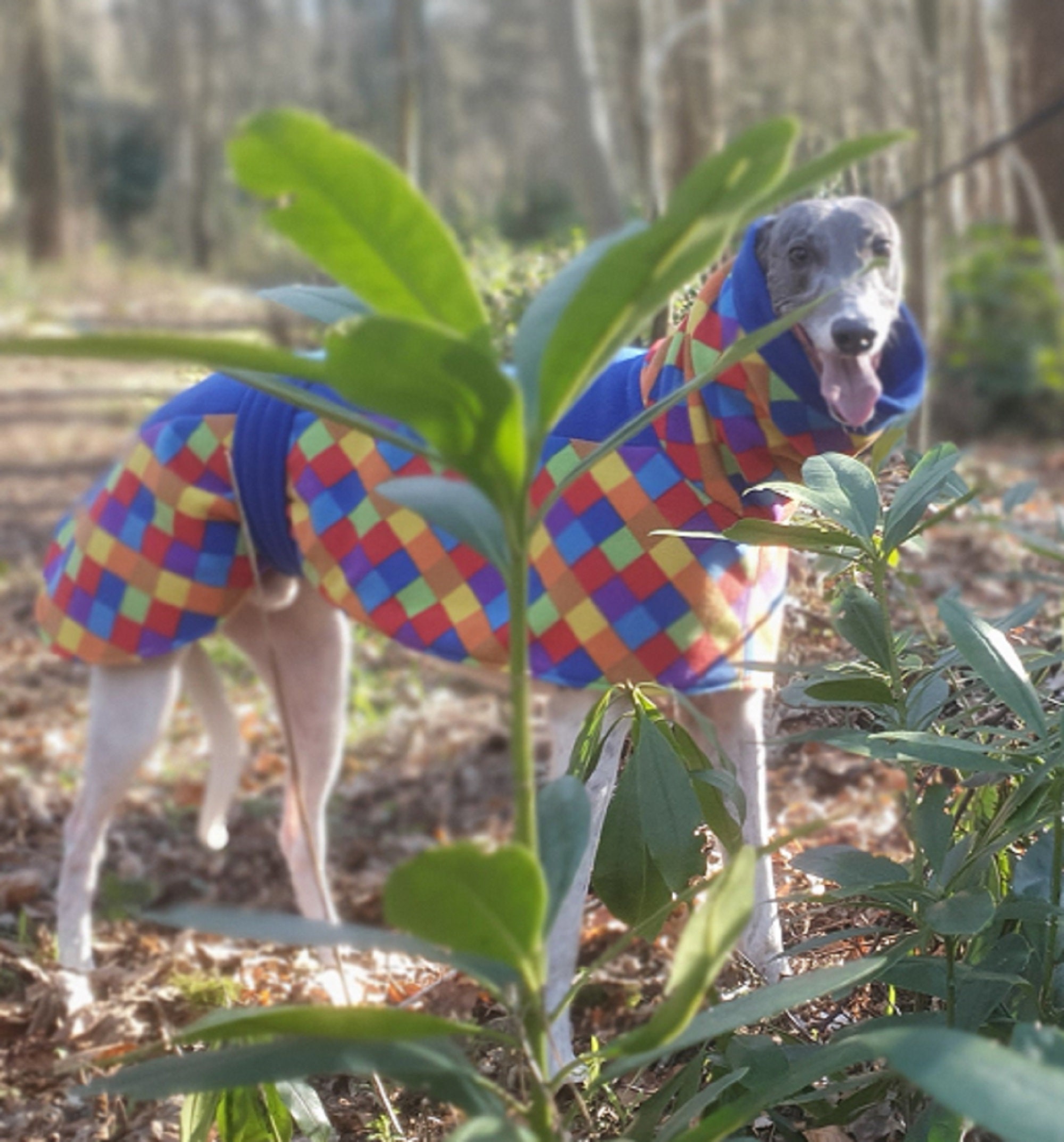 Totally Greyhound. Harlequin Fleece Coat. Regular Fit Etsy Canada