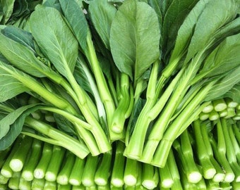 Edible Rape Cải Ngọt Asian Vegetable Green Yu Choy seeds -1 OZ=13000 seeds Edible Rape Cải Ngọt Asian Vegetable Green Yu Choy seeds -1 OZ=13000 seeds